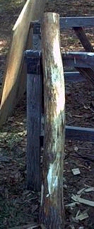 Log peeled and ready to cut into lumber...